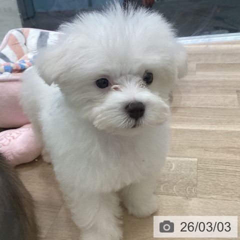 マルチーズの写真