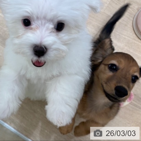 マルチーズの写真