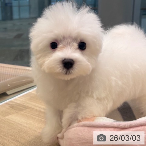 マルチーズの写真