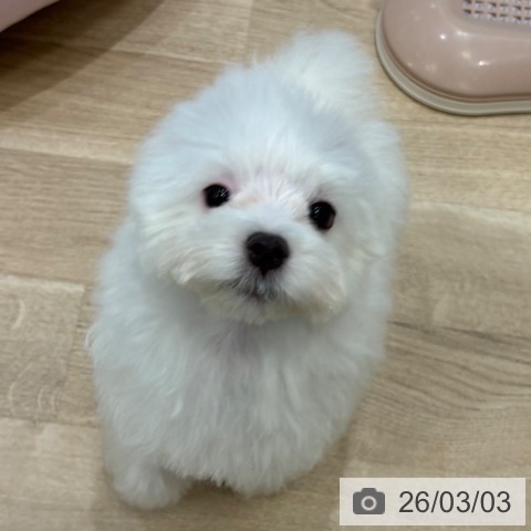 マルチーズの写真