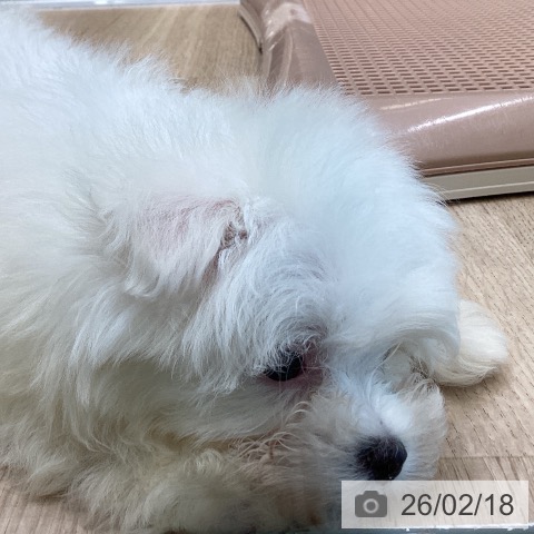 大阪府のマルチーズ (ペットプラス 堺北花田店/2025年12月17日生まれ/男の子/ホワイト)の子犬の4枚目の画像