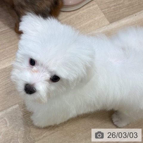 大阪府のマルチーズ (ペットプラス 堺北花田店/2025年12月17日生まれ/男の子/ホワイト)の子犬の4枚目の画像