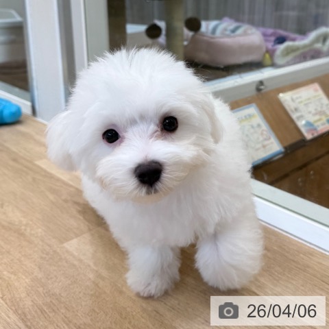 大阪府のマルチーズ (ペットプラス 堺北花田店/2025年12月17日生まれ/男の子/ホワイト)の子犬の4枚目の画像