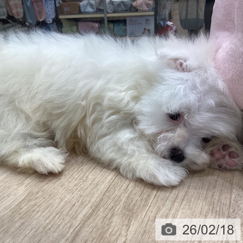 大阪府のマルチーズ (ペットプラス 堺北花田店/2025年12月17日生まれ/男の子/ホワイト)の子犬の3枚目の画像
