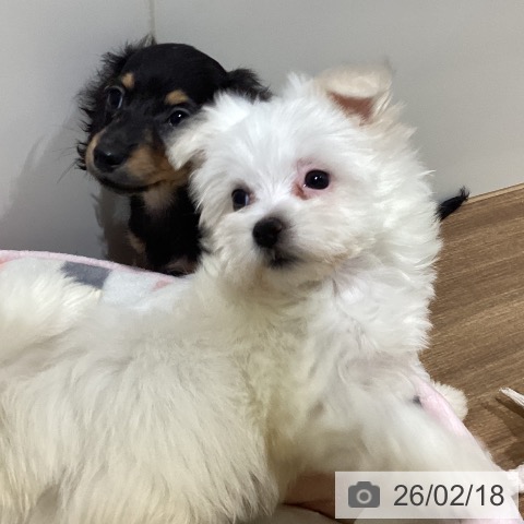 マルチーズの写真