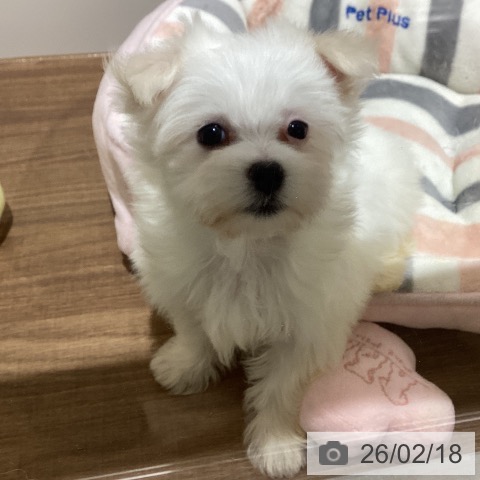 鳥取県のマルチーズ (ペッツワン 日吉津店/2025年12月17日生まれ/女の子/ホワイト)の子犬の4枚目の画像