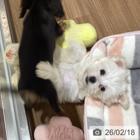 鳥取県のマルチーズ (ペッツワン 日吉津店/2025年12月17日生まれ/女の子/ホワイト)の子犬の3枚目の画像