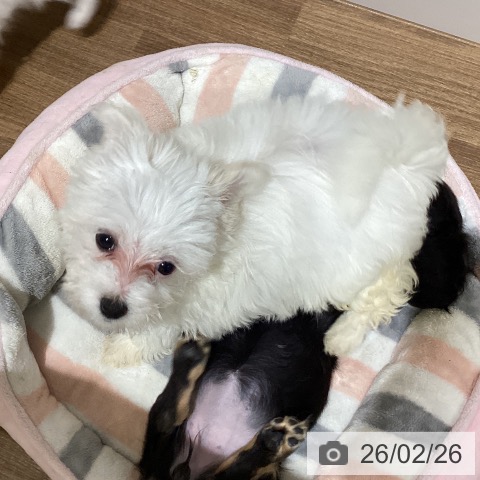 鳥取県のマルチーズ (ペッツワン 日吉津店/2025年12月17日生まれ/女の子/ホワイト)の子犬の3枚目の画像