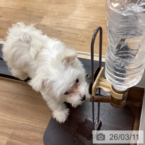 鳥取県のマルチーズ (ペッツワン 日吉津店/2025年12月17日生まれ/女の子/ホワイト)の子犬の3枚目の画像