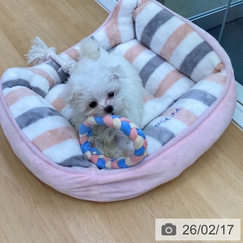 マルチーズの写真