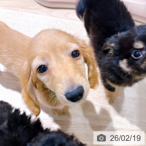 大阪府のカニンヘンダックスフンド(ロング) (ペットプラス イオン大日店/2025年12月10日生まれ/男の子/クリアレッド)の子犬の3枚目の画像