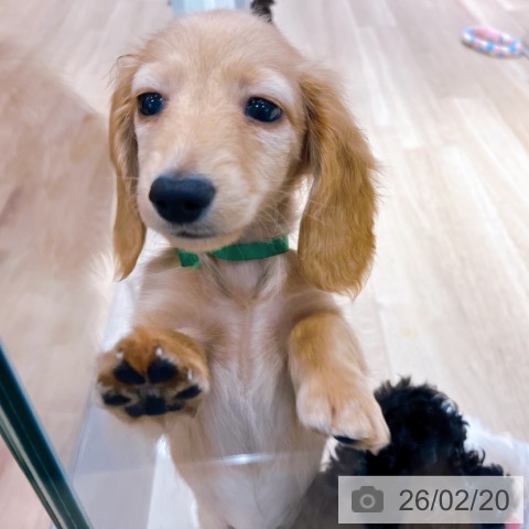 大阪府のカニンヘンダックスフンド(ロング) (ペットプラス イオン大日店/2025年12月10日生まれ/男の子/クリアレッド)の子犬の3枚目の画像