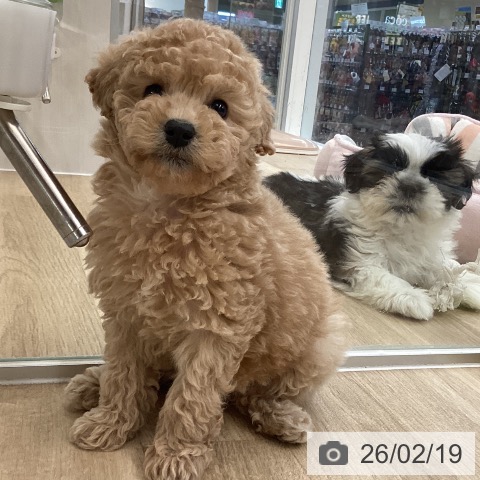 愛媛県のトイプードル(トイ) (ペットプラス 新居浜店/2025年12月13日生まれ/女の子/アプリコット)の子犬の3枚目の画像