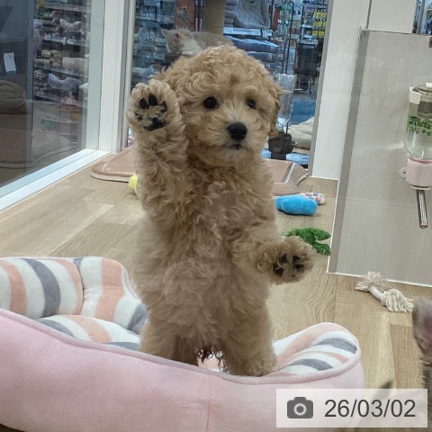 愛媛県のトイプードル(トイ) (ペットプラス 新居浜店/2025年12月13日生まれ/女の子/アプリコット)の子犬の3枚目の画像