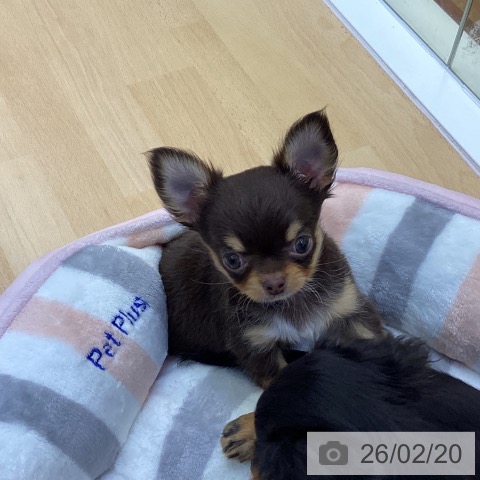 香川県のチワワ(ロング) (ペットプラス 綾川店/2025年12月14日生まれ/女の子/チョコレートタン)の子犬の4枚目の画像