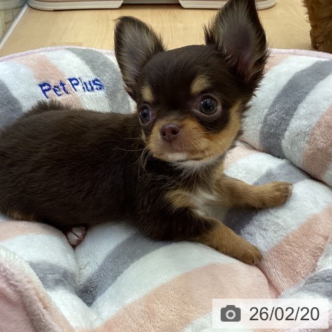 香川県のチワワ(ロング) (ペットプラス 綾川店/2025年12月14日生まれ/女の子/チョコレートタン)の子犬の3枚目の画像