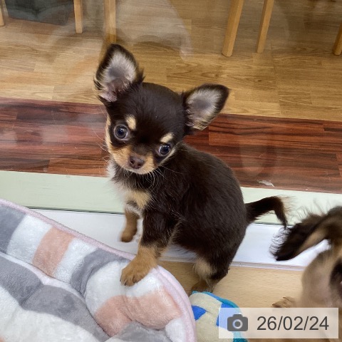 香川県のチワワ(ロング) (ペットプラス 綾川店/2025年12月14日生まれ/女の子/チョコレートタン)の子犬の3枚目の画像