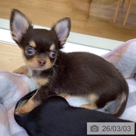 香川県のチワワ(ロング) (ペットプラス 綾川店/2025年12月14日生まれ/女の子/チョコレートタン)の子犬の3枚目の画像