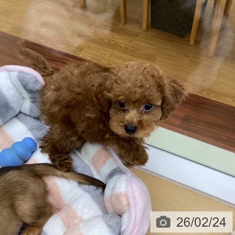 香川県のトイプードル(トイ) (ペットプラス 綾川店/2025年12月13日生まれ/男の子/レッド)の子犬の4枚目の画像
