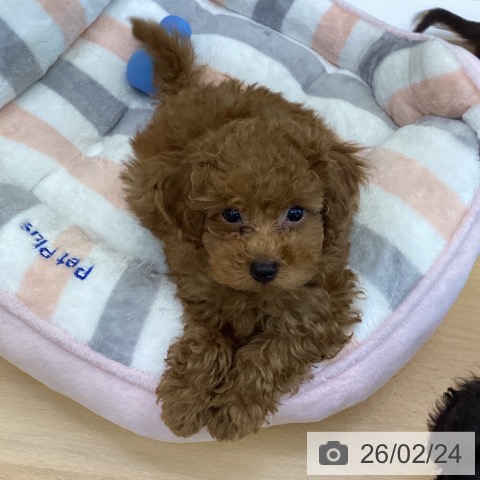 香川県のトイプードル(トイ) (ペットプラス 綾川店/2025年12月13日生まれ/男の子/レッド)の子犬の3枚目の画像
