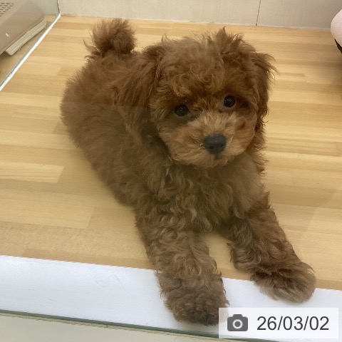 香川県のトイプードル(トイ) (ペットプラス 高松店/2025年12月13日生まれ/男の子/レッド)の子犬の3枚目の画像