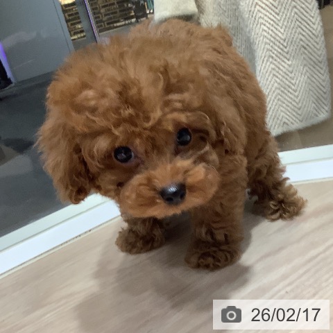 岡山県のトイプードル(トイ) (ペットプラス 岡山店/2025年12月13日生まれ/男の子/レッド)の子犬の4枚目の画像