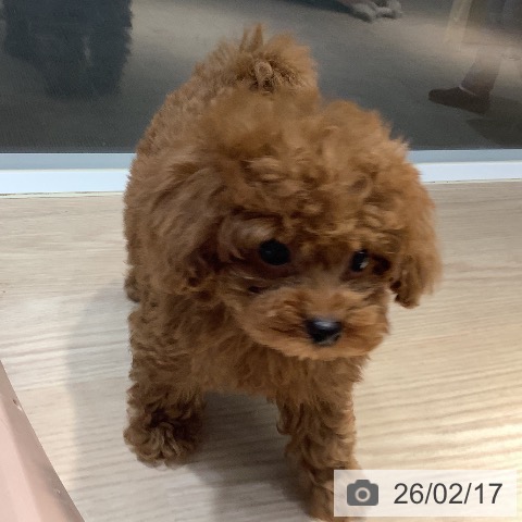 岡山県のトイプードル(トイ) (ペットプラス 岡山店/2025年12月13日生まれ/男の子/レッド)の子犬の3枚目の画像