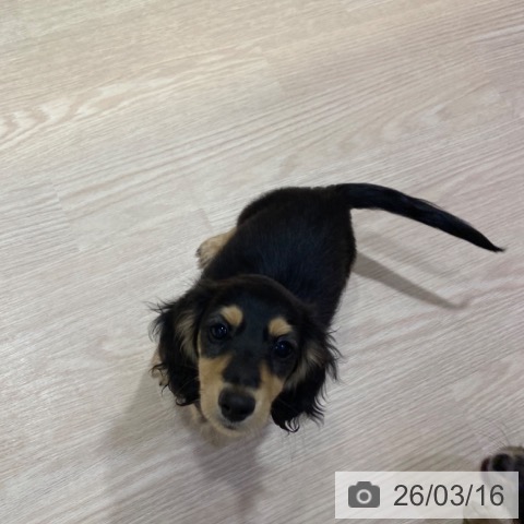 大阪府のミニチュアダックスフンド(ロング) (ペットプラス 堺鉄砲町店/2025年12月15日生まれ/男の子/ブラックイエロー)の子犬の4枚目の画像