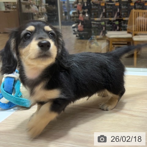 ミニチュア・ダックスフンドの写真