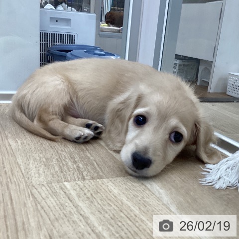 愛媛県のミニチュアダックスフンド(ロング) (ペットプラス 新居浜店/2025年12月15日生まれ/男の子/イエロー)の子犬の4枚目の画像