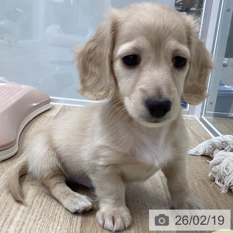 愛媛県のミニチュアダックスフンド(ロング) (ペットプラス 新居浜店/2025年12月15日生まれ/男の子/イエロー)の子犬の3枚目の画像