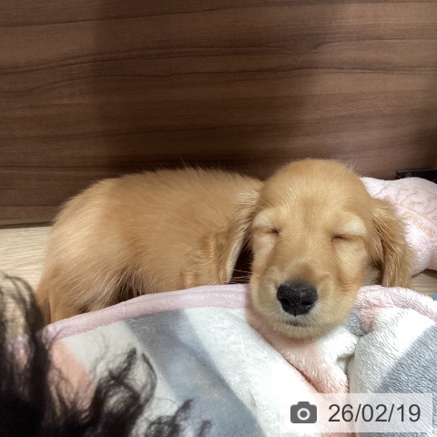 徳島県のミニチュアダックスフンド(ロング) (ペットプラス 徳島店/2025年12月15日生まれ/男の子/クリアレッド)の子犬の4枚目の画像