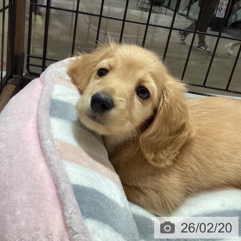 徳島県のミニチュアダックスフンド(ロング) (ペットプラス 徳島店/2025年12月15日生まれ/男の子/クリアレッド)の子犬の3枚目の画像