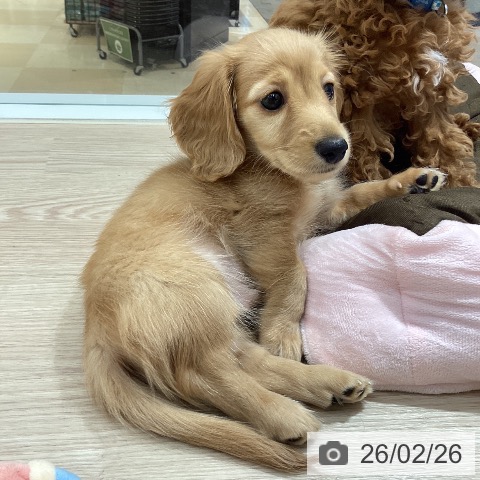 徳島県のミニチュアダックスフンド(ロング) (ペットプラス 徳島店/2025年12月15日生まれ/男の子/クリアレッド)の子犬の3枚目の画像