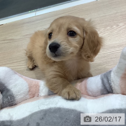 ミニチュア・ダックスフンドの写真