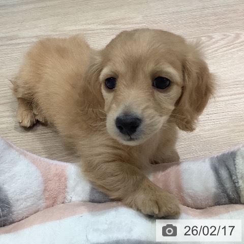 ミニチュア・ダックスフンドの写真