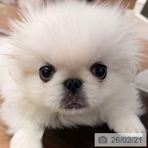 岡山県のペキニーズ (ペッツワン 岡山南店/2025年12月16日生まれ/男の子/ホワイト)の子犬の4枚目の画像