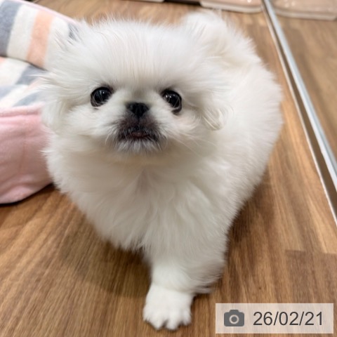 岡山県のペキニーズ (ペッツワン 岡山南店/2025年12月16日生まれ/男の子/ホワイト)の子犬の3枚目の画像
