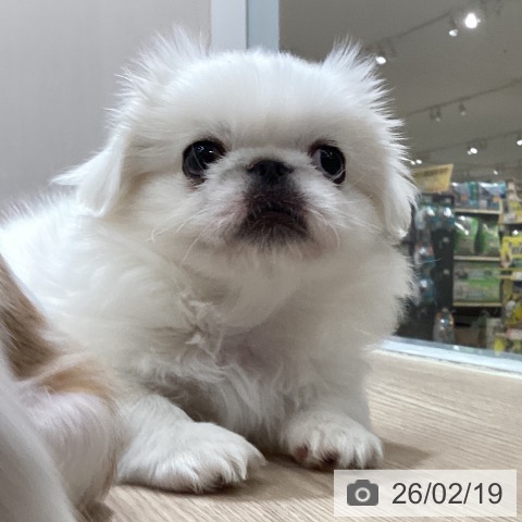 徳島県のペキニーズ (ペットプラス 徳島店/2025年12月16日生まれ/男の子/ホワイト)の子犬の4枚目の画像