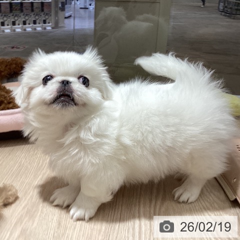 徳島県のペキニーズ (ペットプラス 徳島店/2025年12月16日生まれ/男の子/ホワイト)の子犬の3枚目の画像