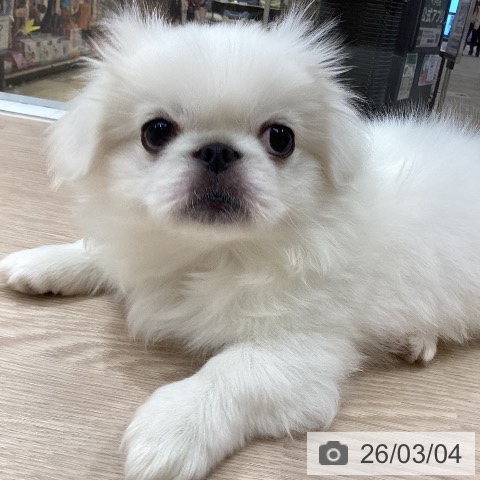 徳島県のペキニーズ (ペットプラス 徳島店/2025年12月16日生まれ/男の子/ホワイト)の子犬の4枚目の画像