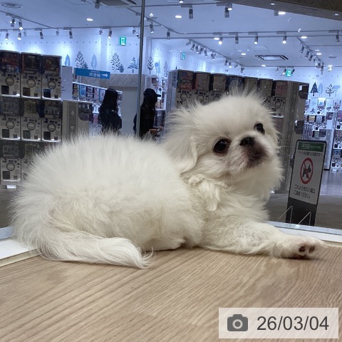徳島県のペキニーズ (ペットプラス 徳島店/2025年12月16日生まれ/男の子/ホワイト)の子犬の3枚目の画像