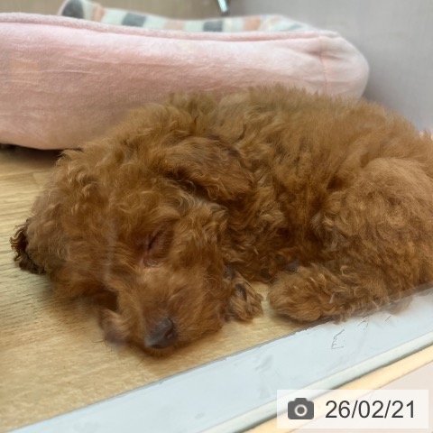 トイ・プードルの写真