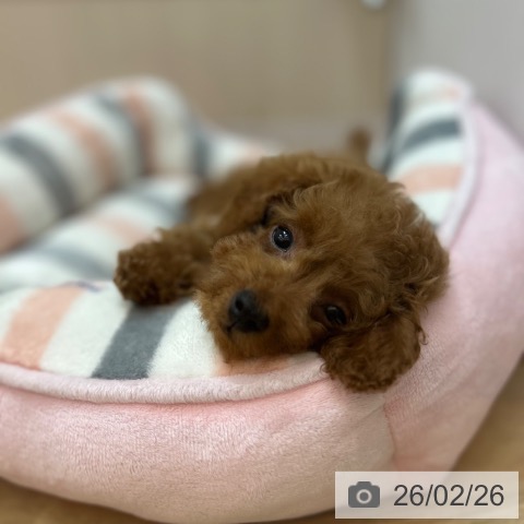 兵庫県のトイプードル(トイ) (ペットプラス 姫路大津店/2025年12月18日生まれ/男の子/アプリコット)の子犬の3枚目の画像