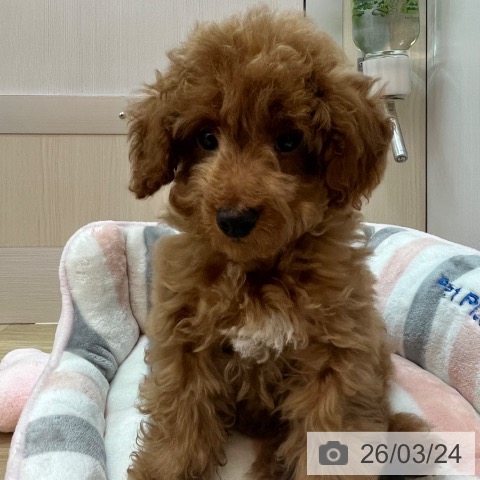 兵庫県のトイプードル(トイ) (ペットプラス 姫路大津店/2025年12月18日生まれ/男の子/アプリコット)の子犬の4枚目の画像