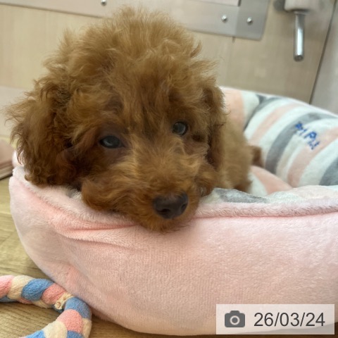 兵庫県のトイプードル(トイ) (ペットプラス 姫路大津店/2025年12月18日生まれ/男の子/アプリコット)の子犬の3枚目の画像