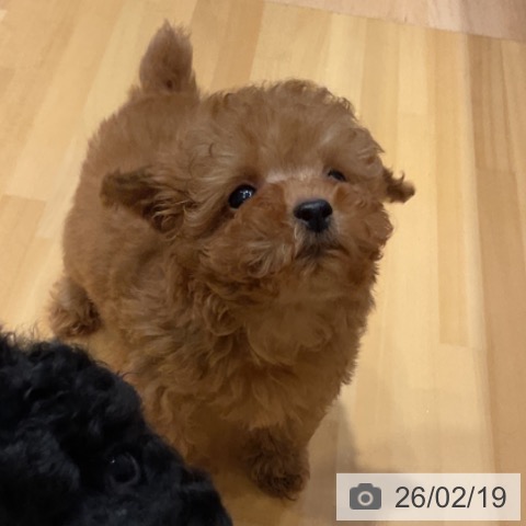 奈良県のトイプードル(トイ) (ペットプラス 大和郡山店/2025年12月18日生まれ/男の子/アプリコット)の子犬の4枚目の画像