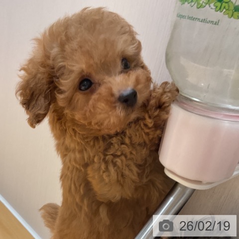 奈良県のトイプードル(トイ) (ペットプラス 大和郡山店/2025年12月18日生まれ/男の子/アプリコット)の子犬の3枚目の画像