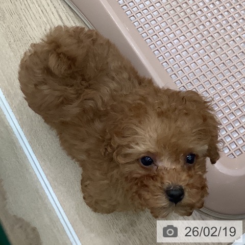 トイ・プードルの写真