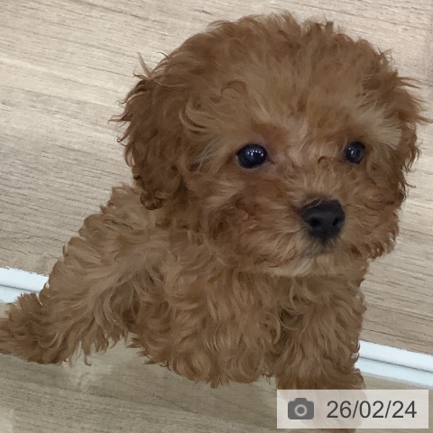 大阪府のトイプードル(トイ) (ペットプラス 鶴見店/2025年12月18日生まれ/男の子/アプリコット)の子犬の3枚目の画像